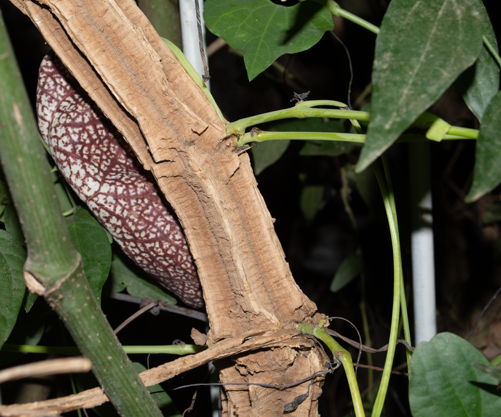 Image of Aristolochia gigantea specimen.