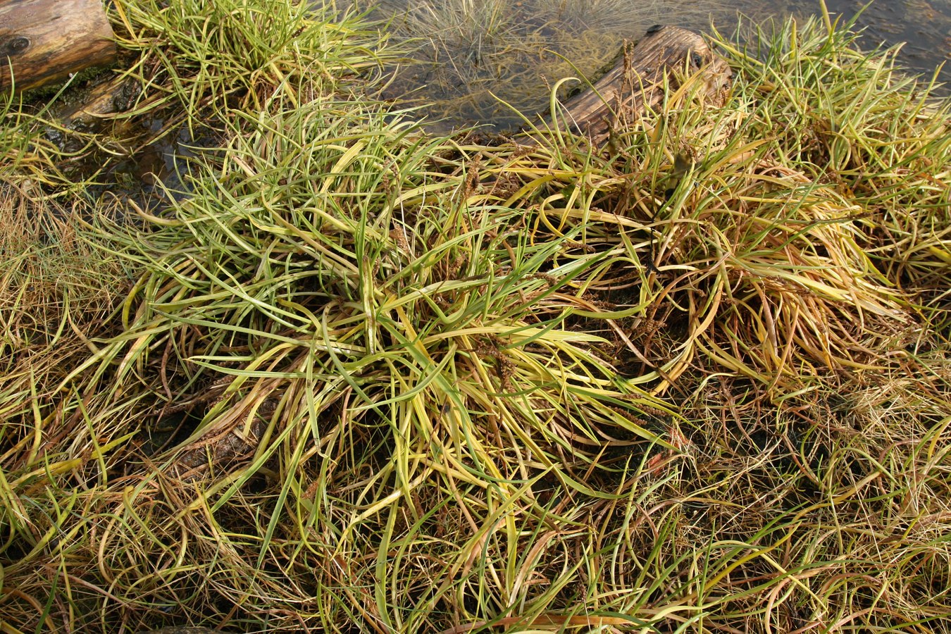 Image of Plantago maritima specimen.
