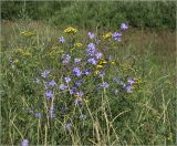 Cichorium intybus