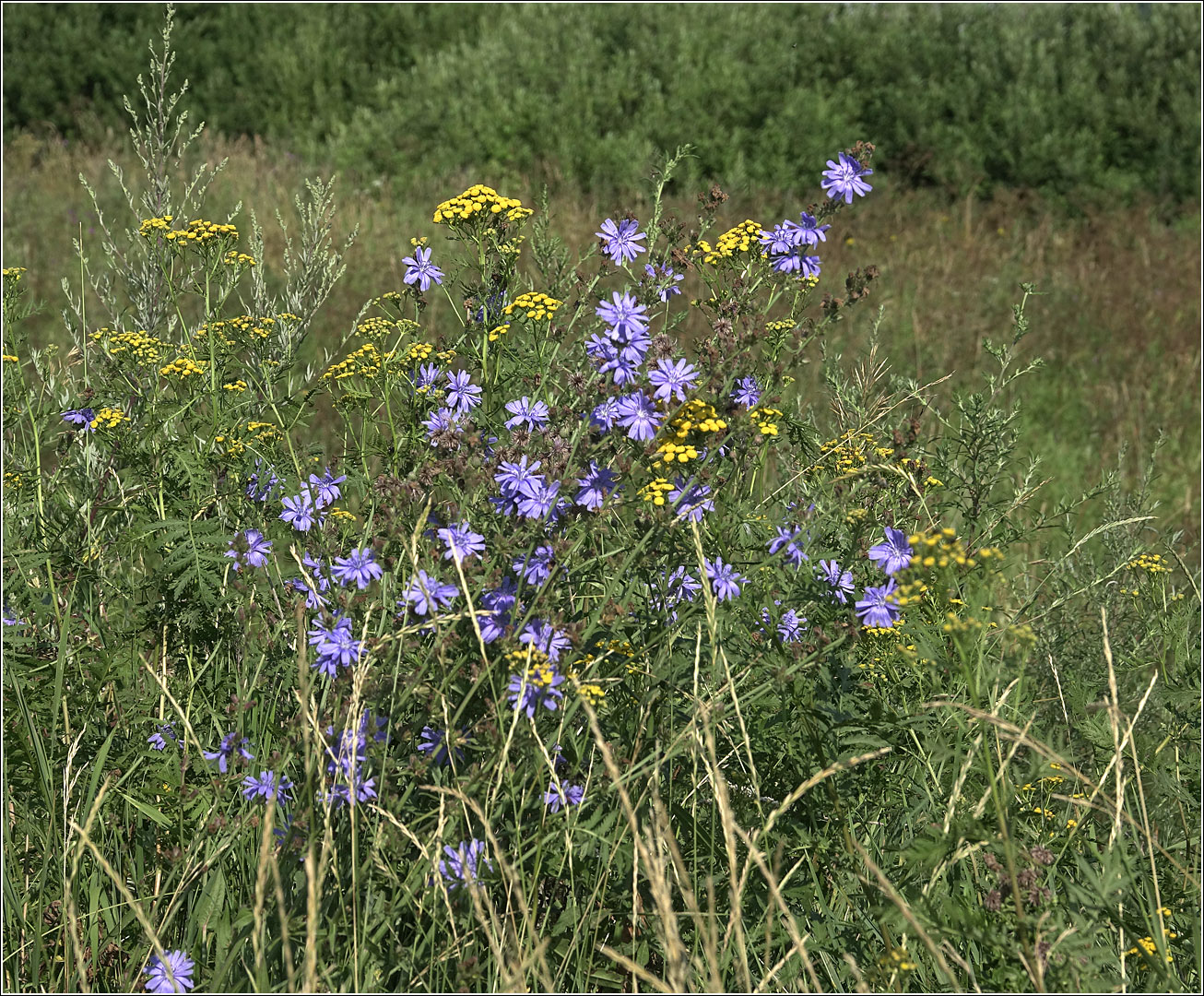 Image of Cichorium intybus specimen.