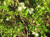 Myrtus communis