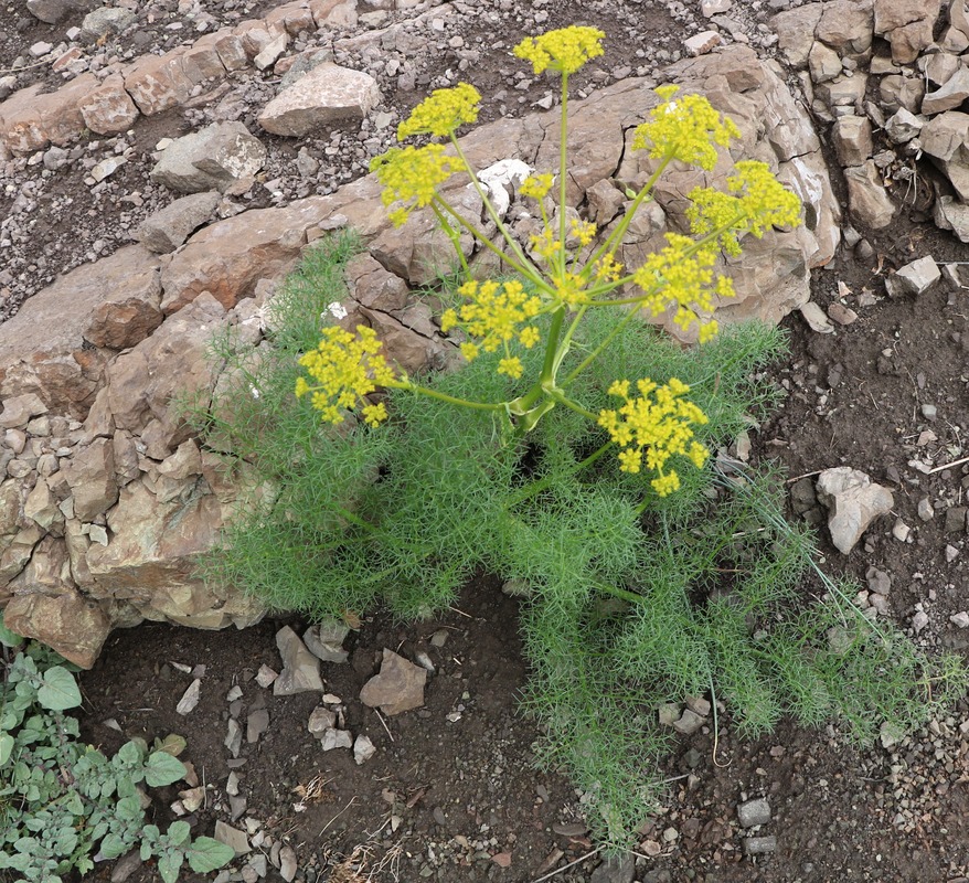 Image of Prangos ferulacea specimen.