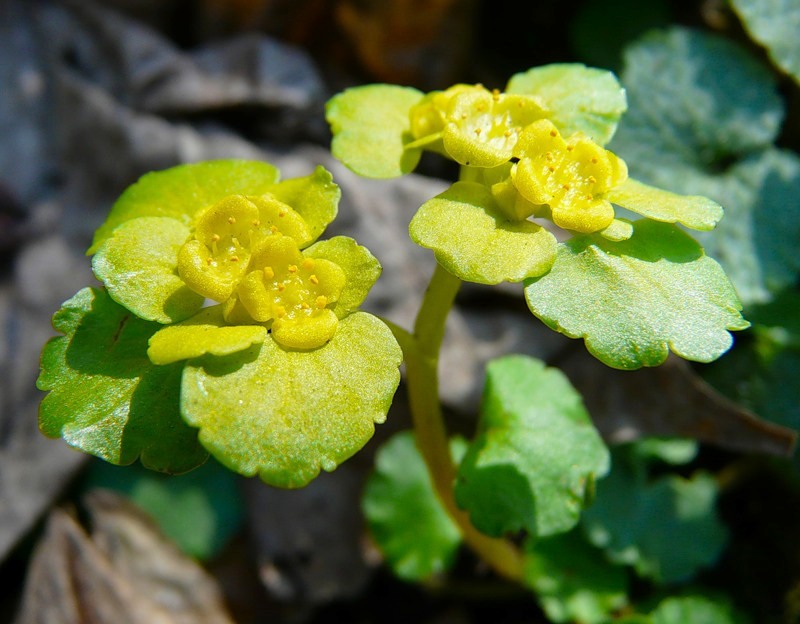 Image of Chrysosplenium alternifolium specimen.