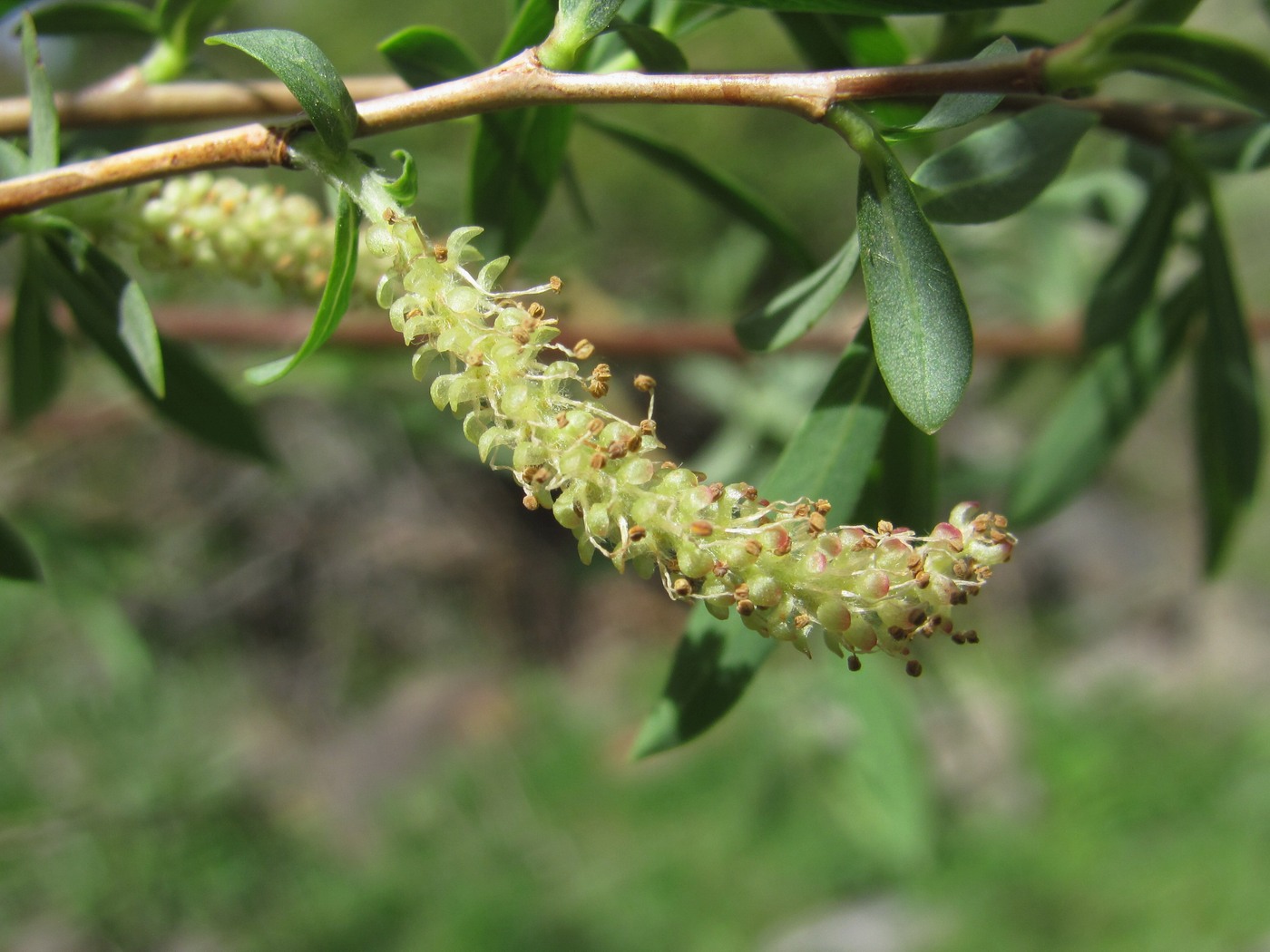 Image of Salix elbursensis specimen.