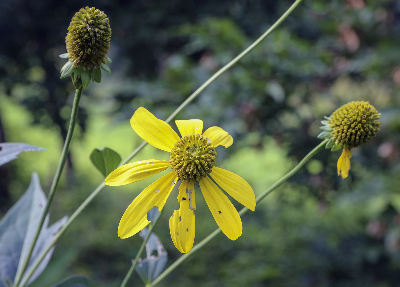 Изображение особи Rudbeckia laciniata.