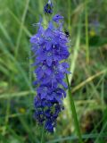 Veronica teucrium