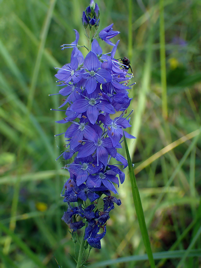 Image of Veronica teucrium specimen.