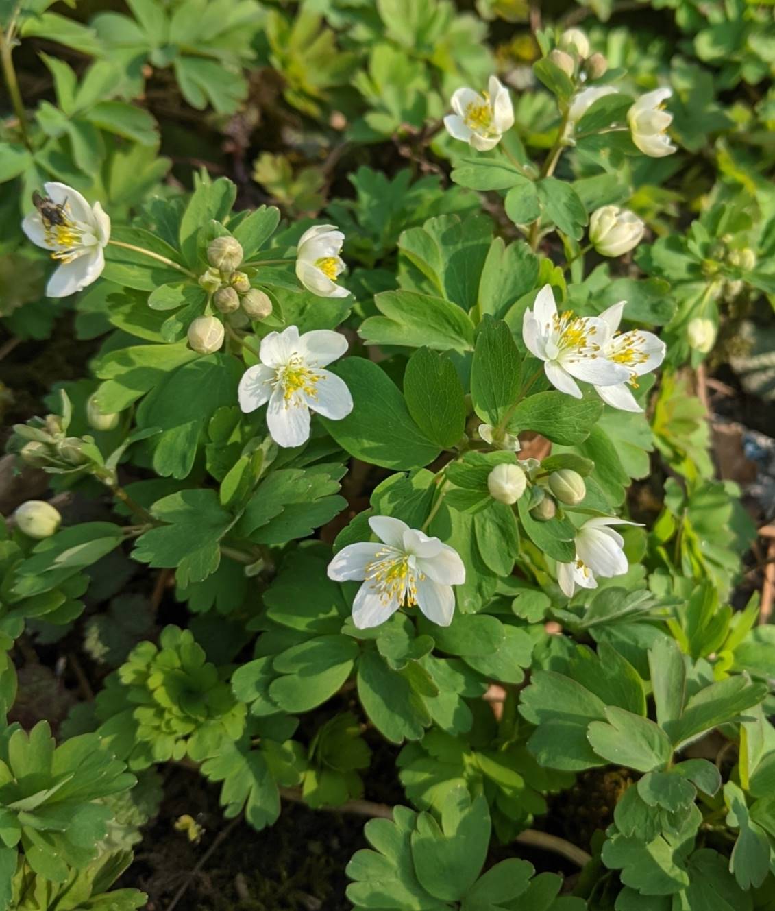 Image of Isopyrum thalictroides specimen.