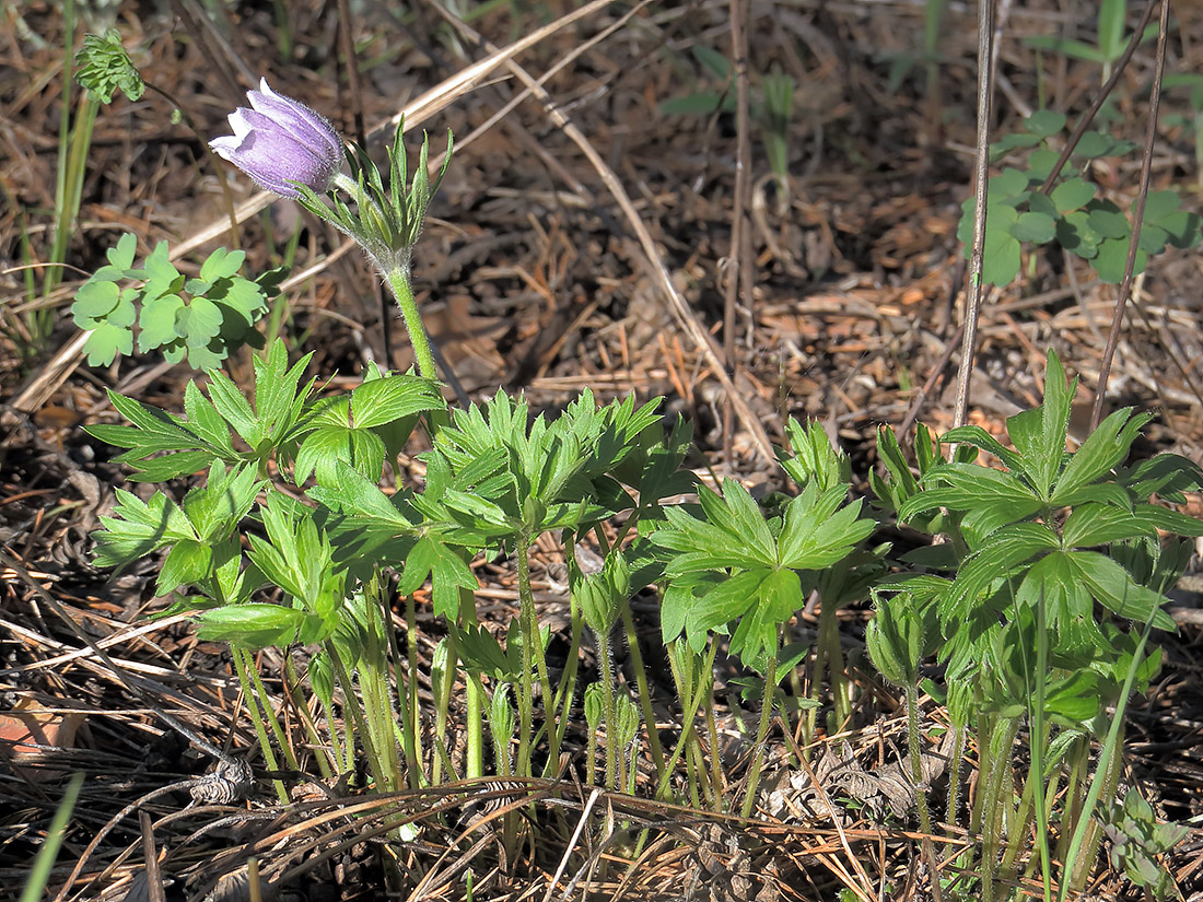 Изображение особи Pulsatilla patens.