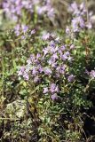 genus Thymus. Цветущие растения. Южный Казахстан, хр. Боролдайтау, спуск на север с перевала Сартур. 10.06.2010.