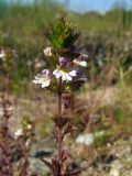 Euphrasia hyperborea. Верхушка цветущего побега. Магаданская обл., окр. г. Магадан, низовья р. Магаданка, поляна около моста. 03.08.2017.