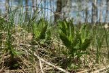 Veronica teucrium. Молодые побеги, отрастающие после зимовки. Псковская обл., Невельский р-н, окраина дер. Шеляково, вершина холма городища, суходольный луг. 09.05.2022.