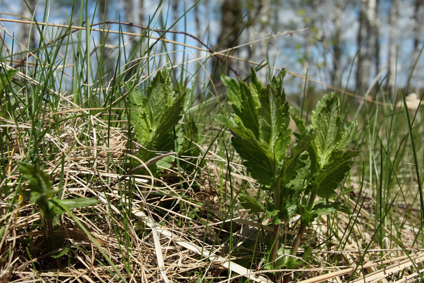 Image of Veronica teucrium specimen.