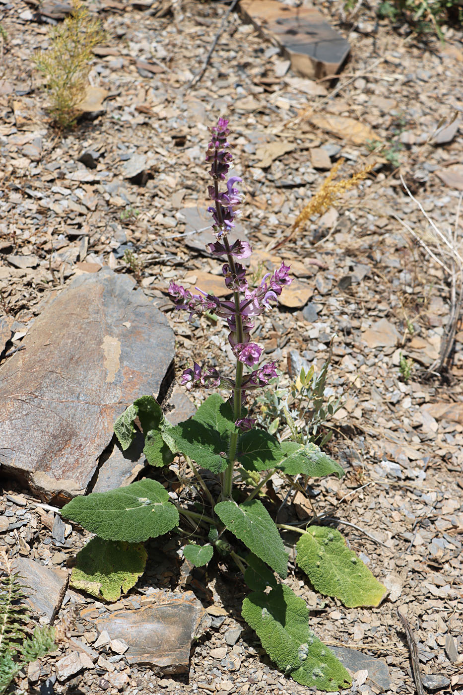 Изображение особи Salvia sclarea.