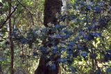 familia Rubiaceae. Ветвь с соцветиями. Мадагаскар, провинция Фианаранцуа, регион Ватувави-Фитувиани, национальный парк \"Ранаомафана\". 06.10.2016.