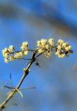 familia Fabaceae. Верхушка побега с соцветиями. Эфиопия, провинция Афар, аураджа Западное Харерге, национальный парк \"Аваш\". 20.12.2014.