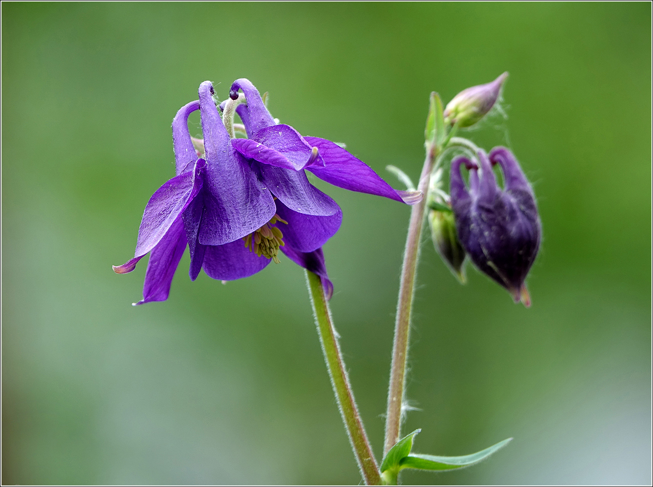 Изображение особи Aquilegia vulgaris.