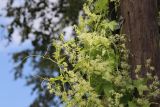 Echinocystis lobata. Верхушки побегов с соцветиями и усиками. Томская обл., г. Томск, Академгородок, у дороги. 23.07.2022.