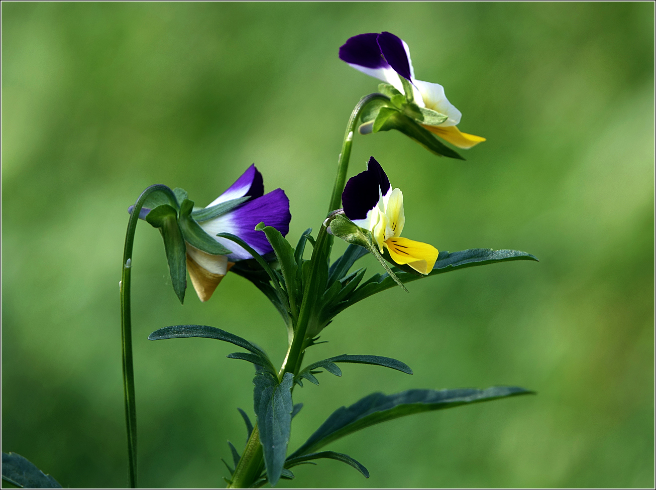 Изображение особи Viola wittrockiana.