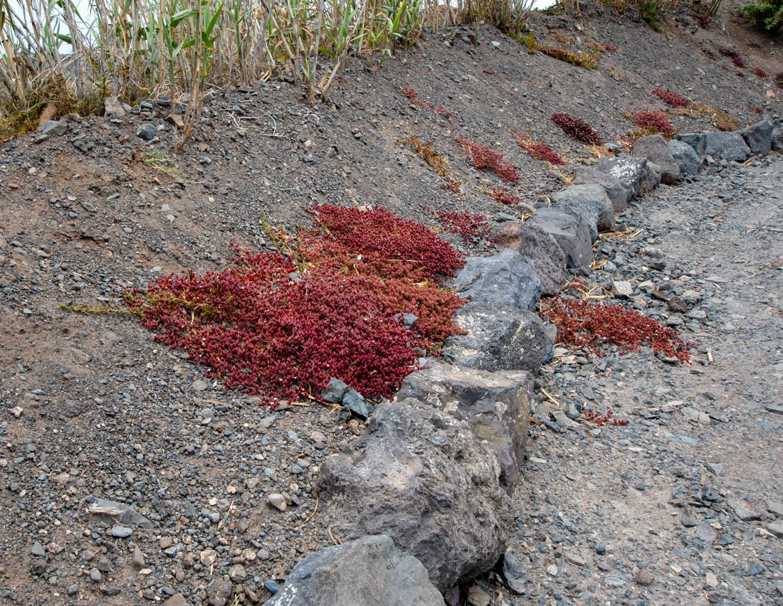 Image of Mesembryanthemum nodiflorum specimen.