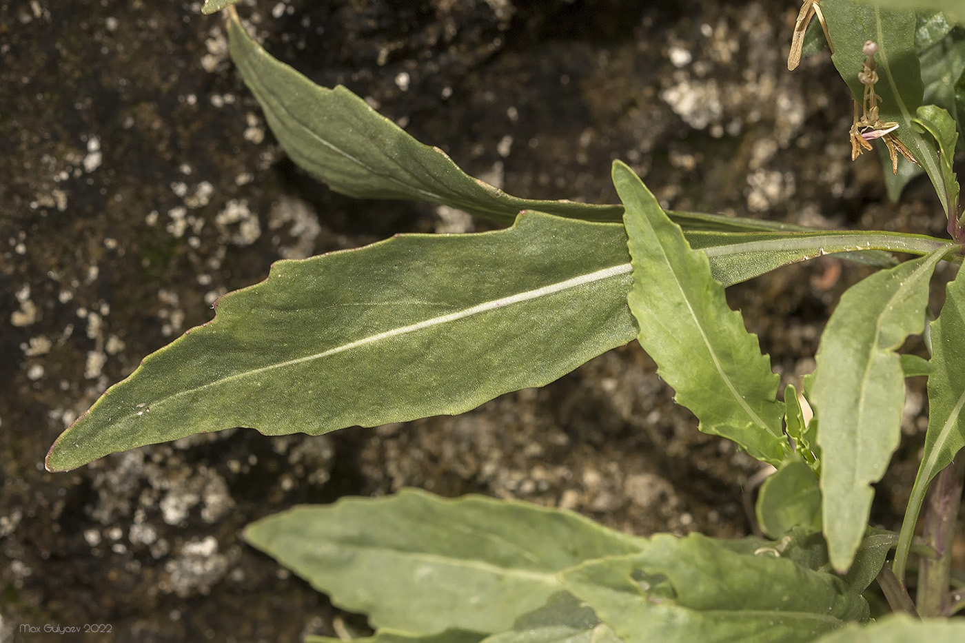 Image of Diplotaxis tenuifolia specimen.