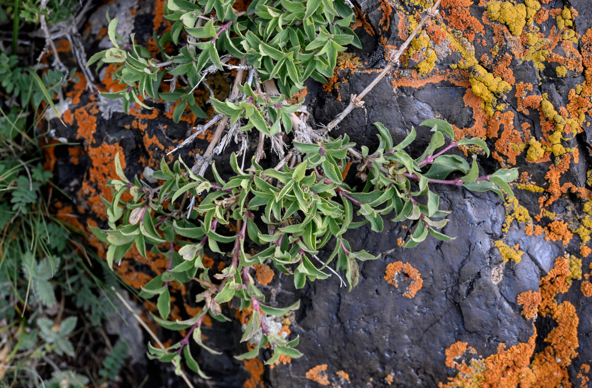 Image of Lonicera olgae specimen.