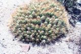 семейство Cactaceae. Вегетирующее растение. Перу, регион Арекипа, национальный заповедник \"Salinas and Aguada Blanca\". 29.12.1996.