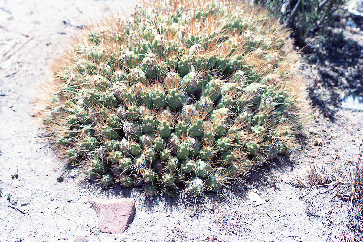 Изображение особи семейство Cactaceae.