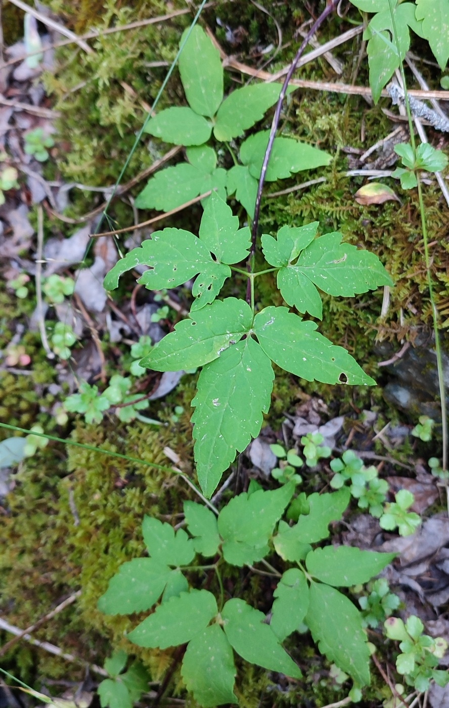 Изображение особи Atragene sibirica.