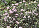 Rhododendron adamsii. Цветущее растение. Якутия, Нерюнгринский р-н, перевал Тит, щебнистый склон. 26.06.2008.