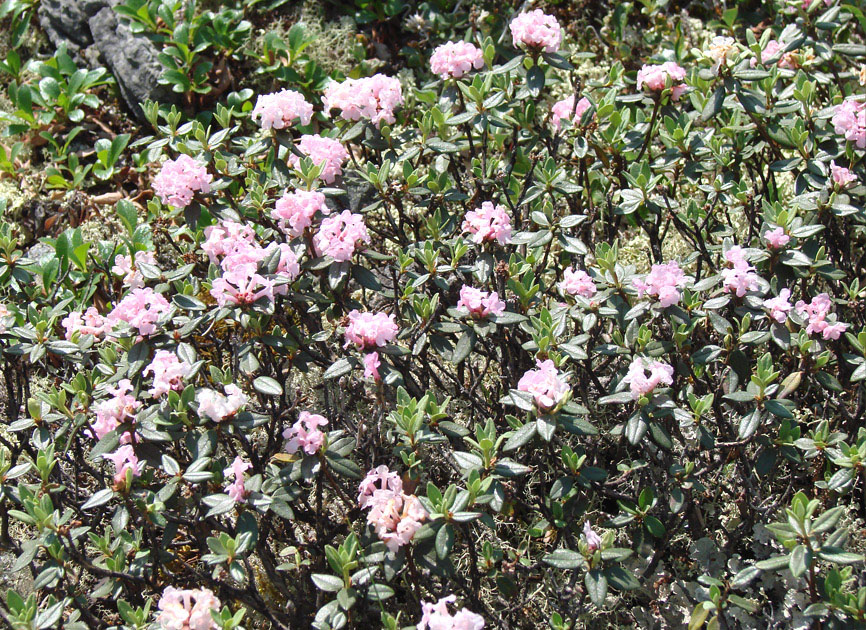Image of Rhododendron adamsii specimen.