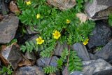 Potentilla anserina. Цветущее растение. Красноярский край, Берёзовский р-н, долина р. Мана, каменистый участок берега реки. 06.06.2022.