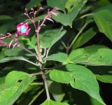 genus Clerodendrum. Верхушка веточки с плодом. Абхазия, г. Сухум, в культуре. 25.09.2022.