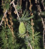 Larix × polonica. Часть веточки с молодой шишкой. Ярославская обл., г. Переславль-Залесский, дендрологический парк им. С. Ф. Харитонова. 12.06.2022.