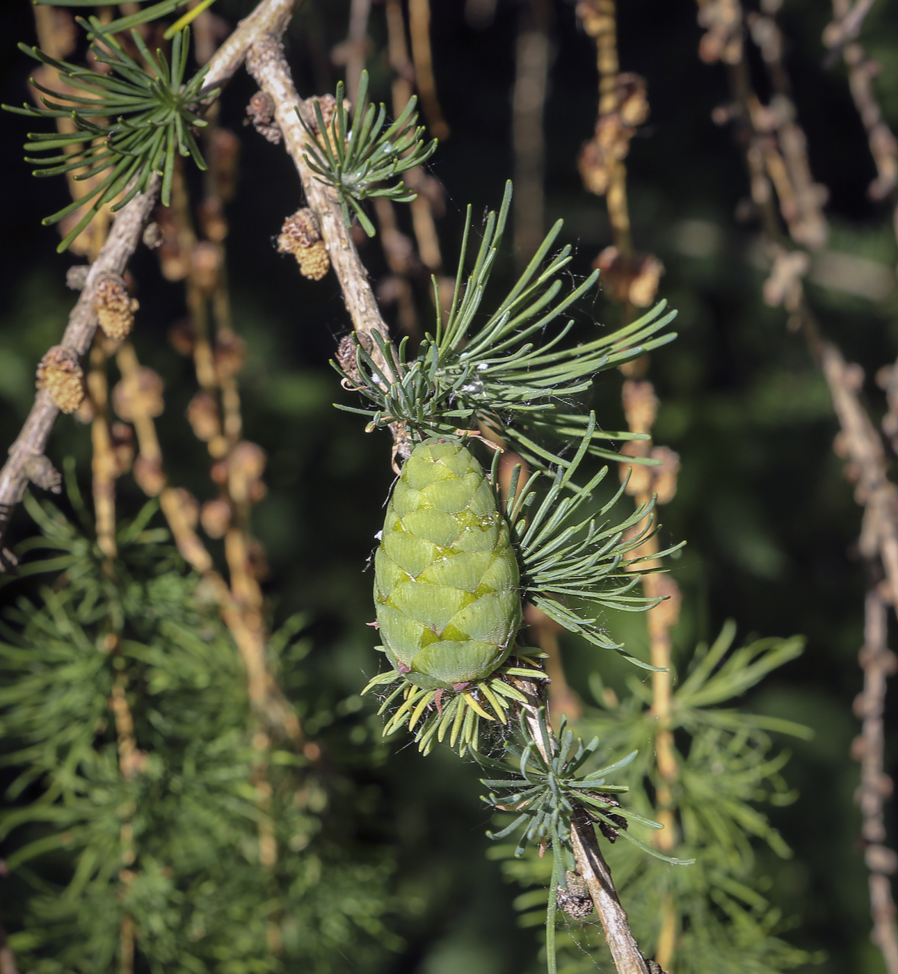 Image of Larix &times; polonica specimen.