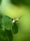 Euphorbia macroceras