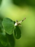 Euphorbia macroceras. Отплодоносивший циаций. Республика Адыгея, Майкопский р-н, окр. пос. Каменномостский, дно ущелья р. Мишоко в средней части, широколиственный лес. 30 июля 2022 г.