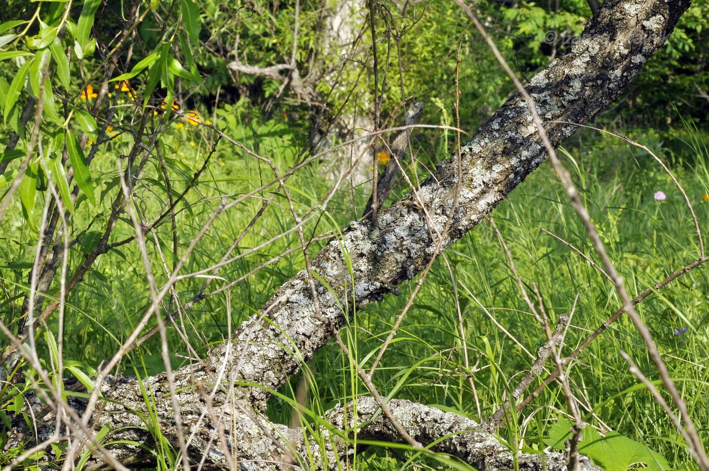 Изображение особи Salix pierotii.