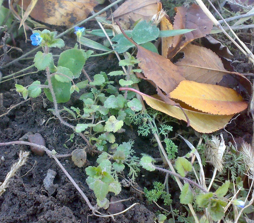 Image of Veronica polita specimen.