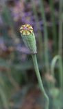 Papaver rupifragum