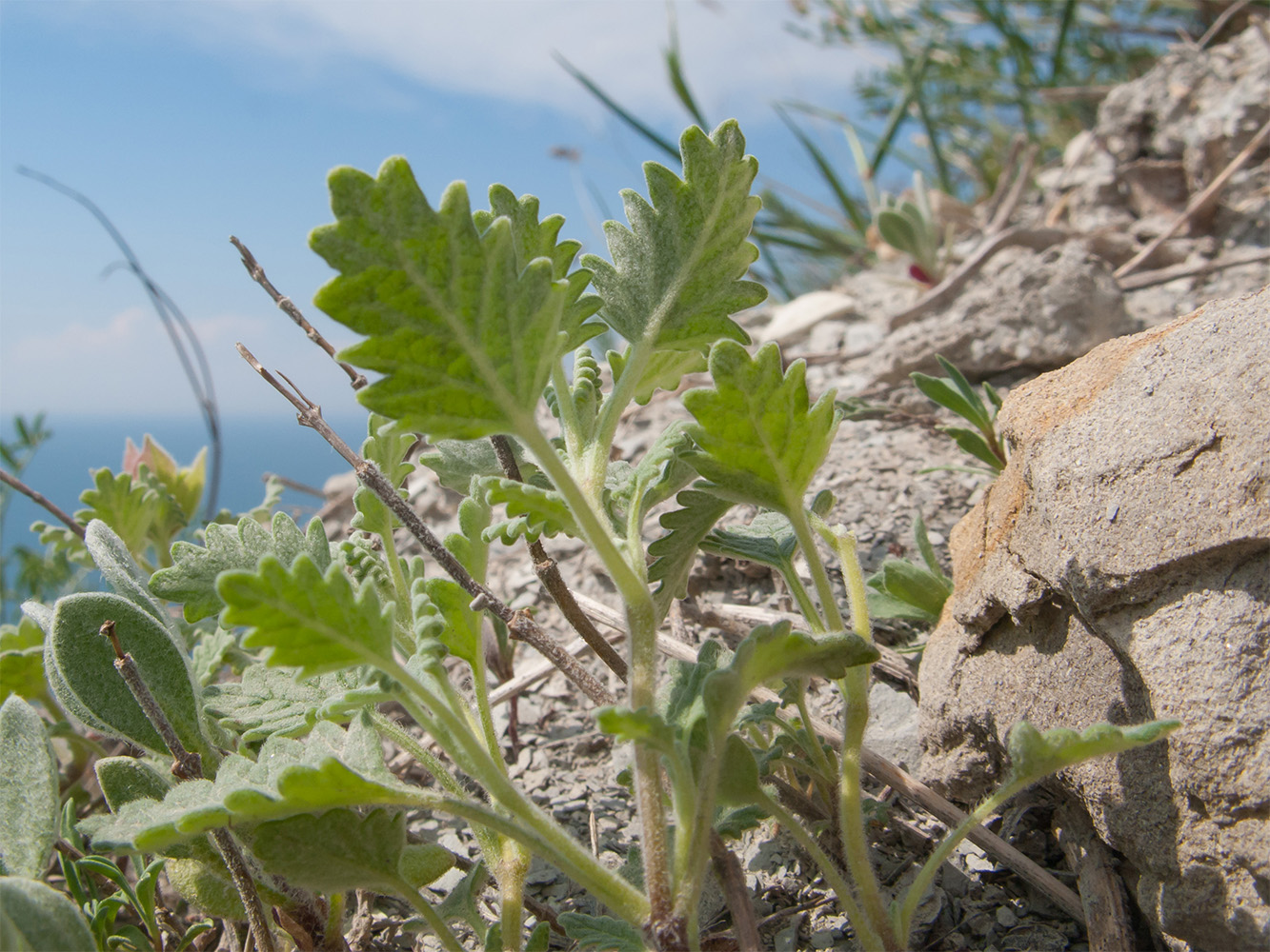 Image of Scutellaria novorossica specimen.