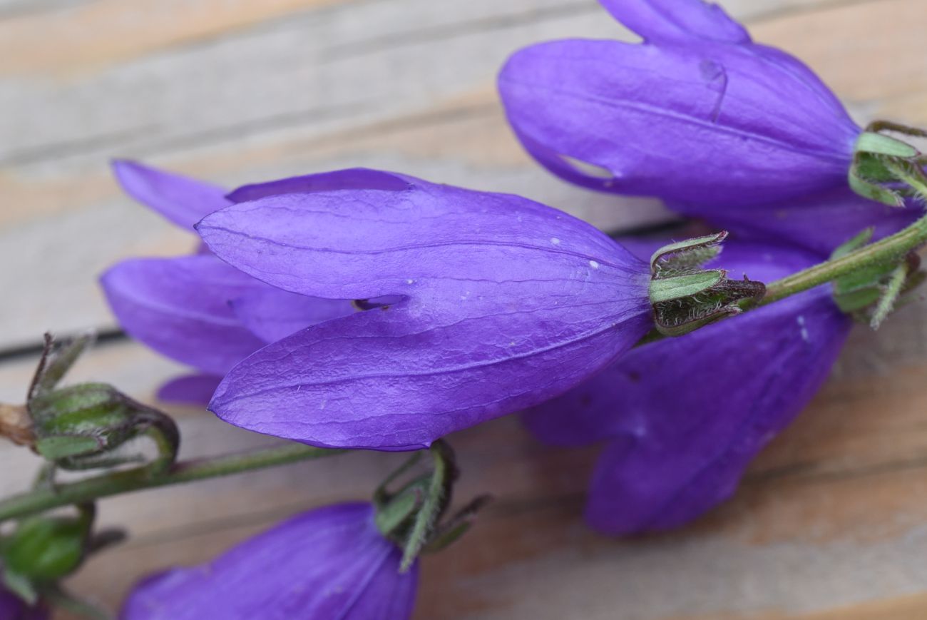 Изображение особи Campanula rapunculoides.