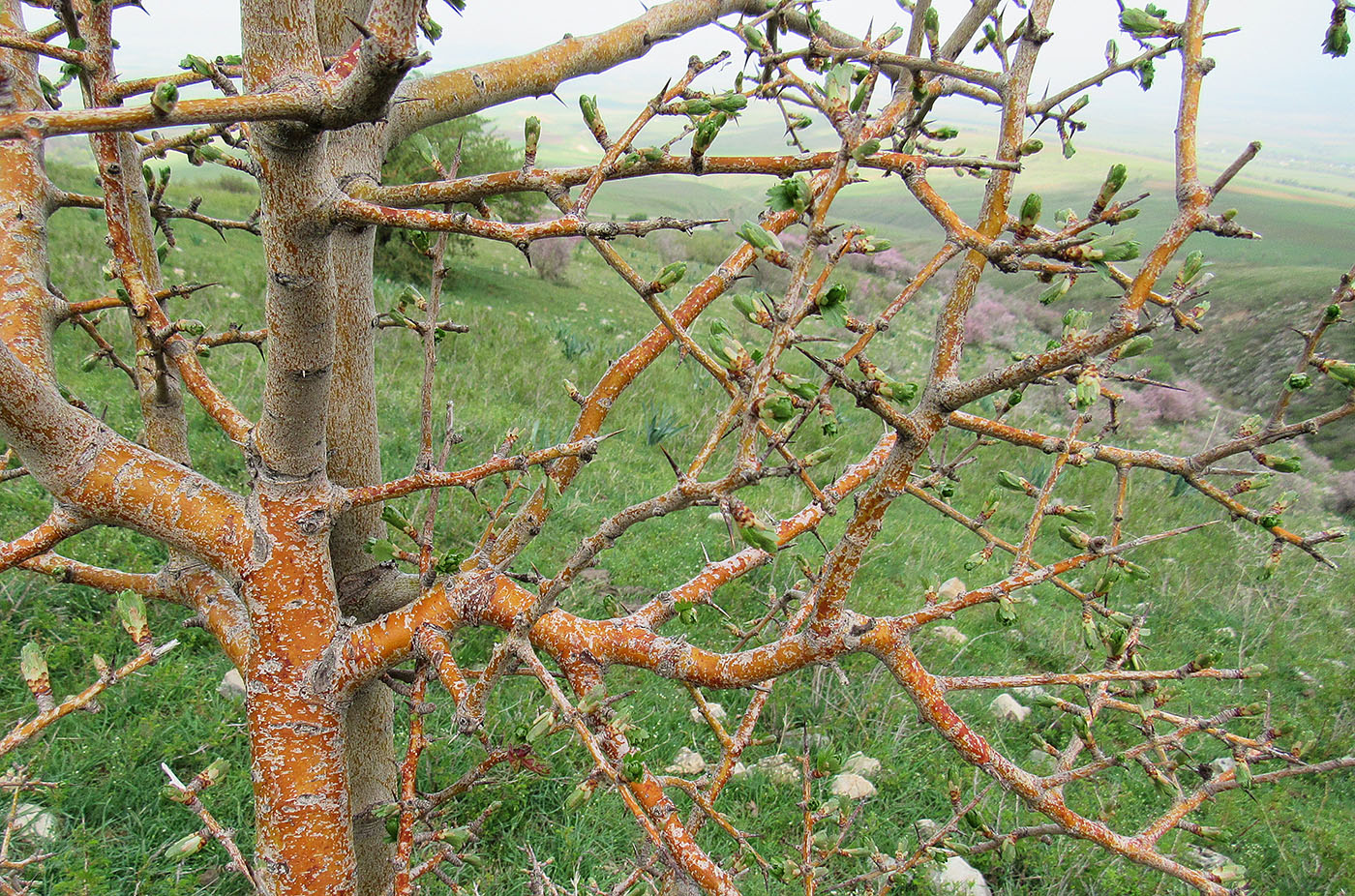 Изображение особи Crataegus turkestanica.