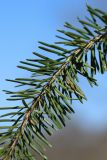 Pseudotsuga menziesii. Побег. Санкт-Петербург, Старый Петергоф, парк \"Сергиевка\", лужайка у дирекции. 09.04.2023.