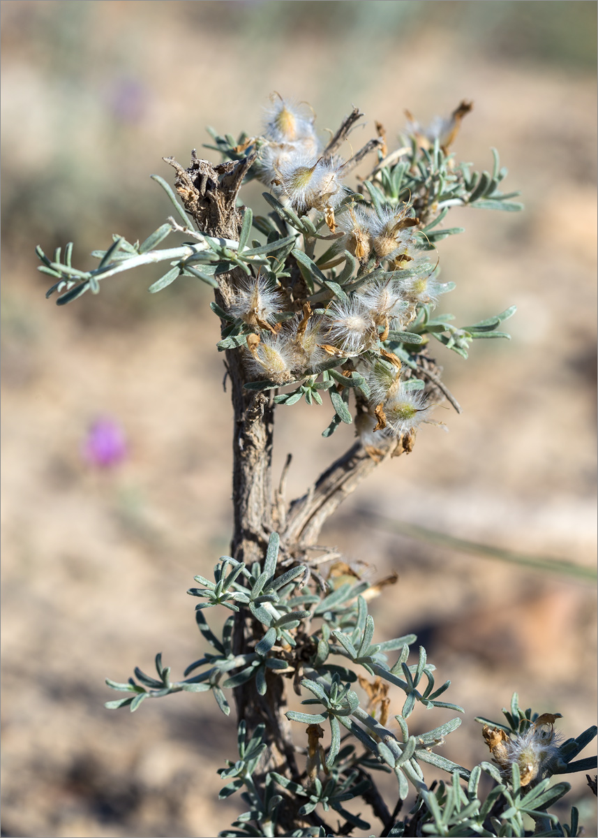 Изображение особи Astragalus turcomanicus.
