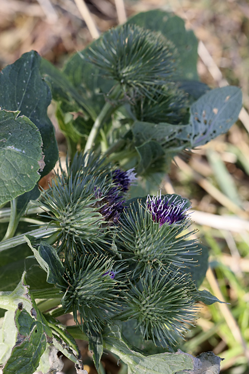 Изображение особи Arctium leiospermum.