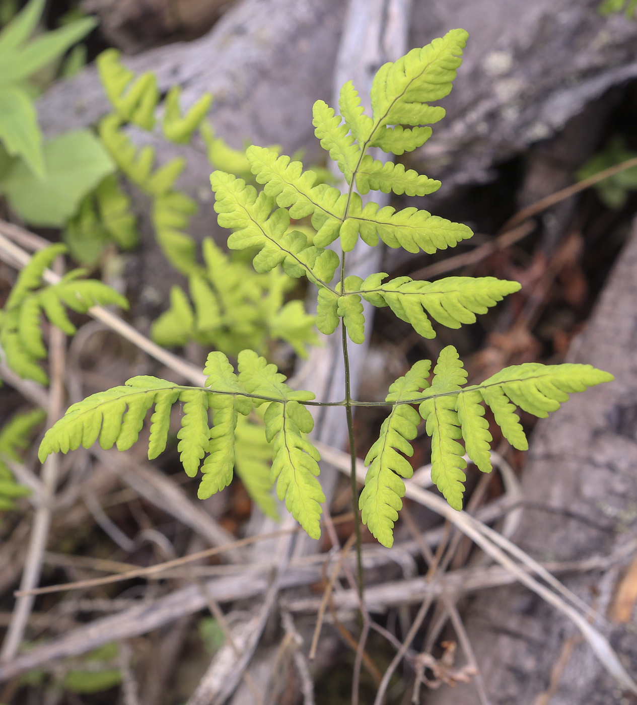 Image of Gymnocarpium dryopteris specimen.