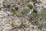 Strigosella africana. Растение с галлами и повреждёнными листьями. Таджикистан, Согдийская обл., горы Окбель, лёссовый склон. 7 мая 2023 г.