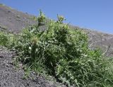 Cirsium pugnax. Зацветающее растение. Дагестан, Агульский р-н, 5 км ССЗ с. Чираг, сланцевая осыпь. 25 июня 2023 г.