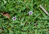 Sisyrinchium rosulatum. Цветущие растения в сообществе с Trifolium repens. Грузия, Имеретия, каньон Окаце, опушка широколиственного леса. 15.06.2023.